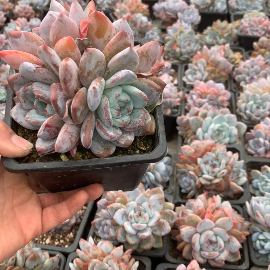 无花朵哈哈哈哈哈哈哈哈哈13