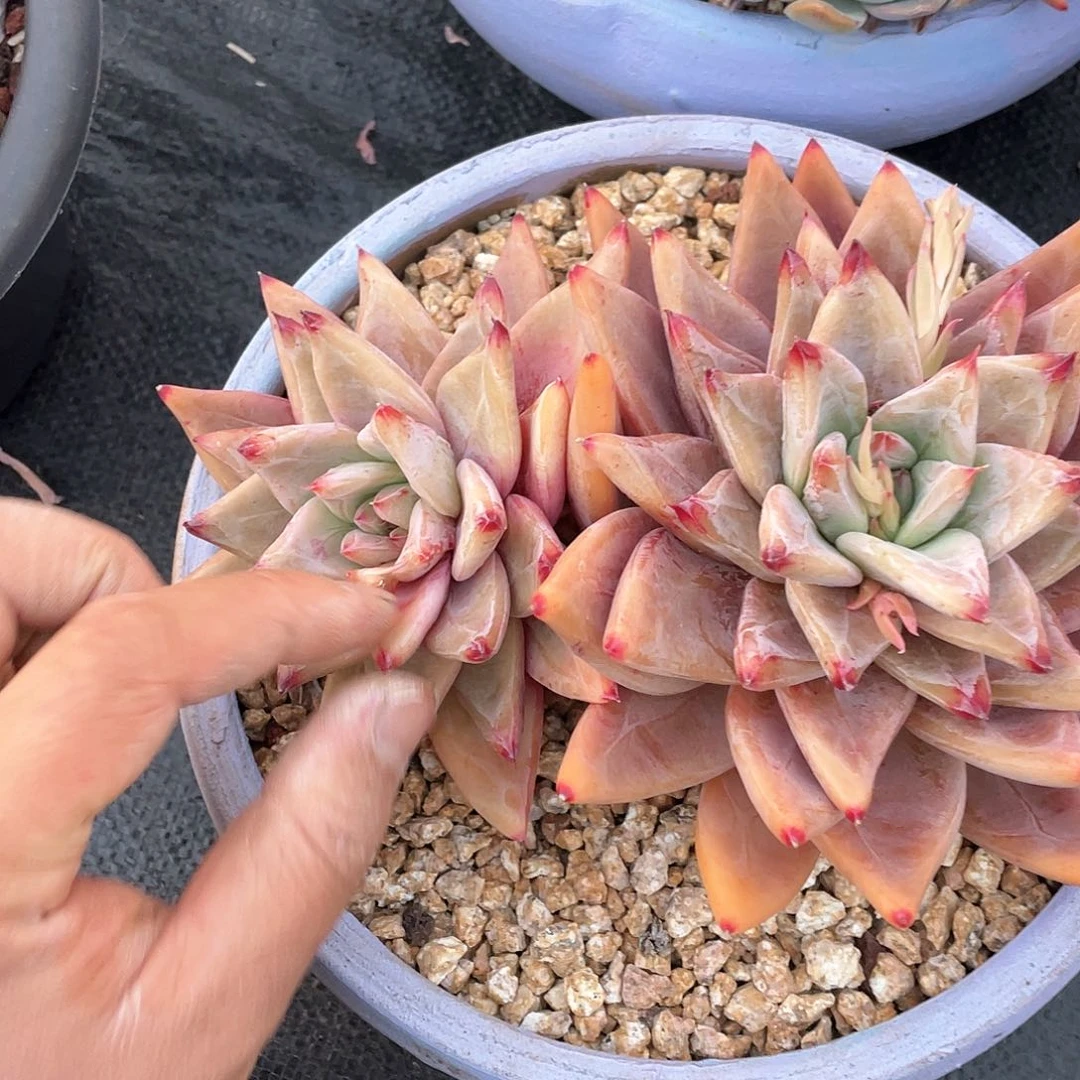 孜**娟多肉植物一物一拍