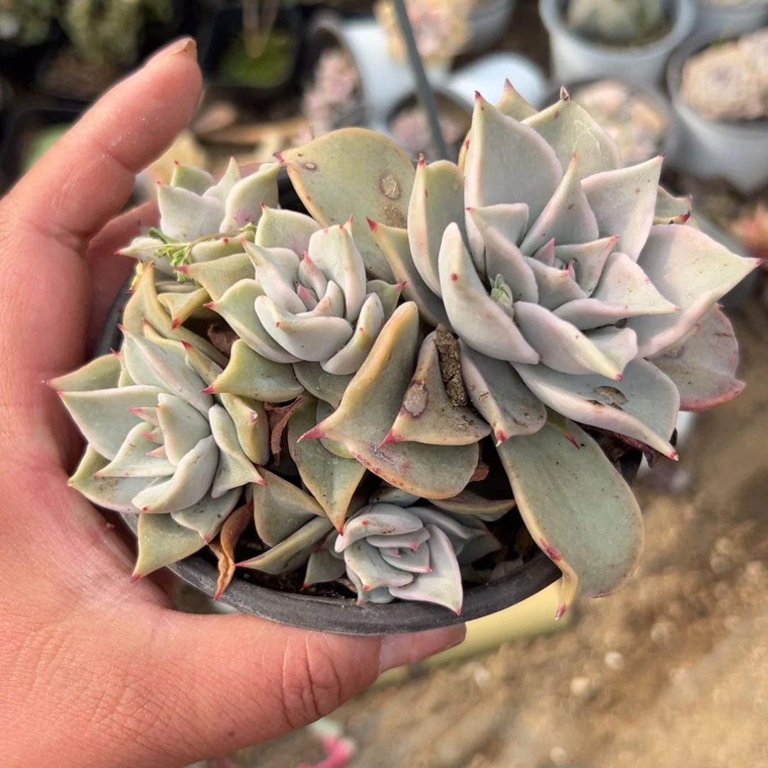 多肉植物饺子皮群