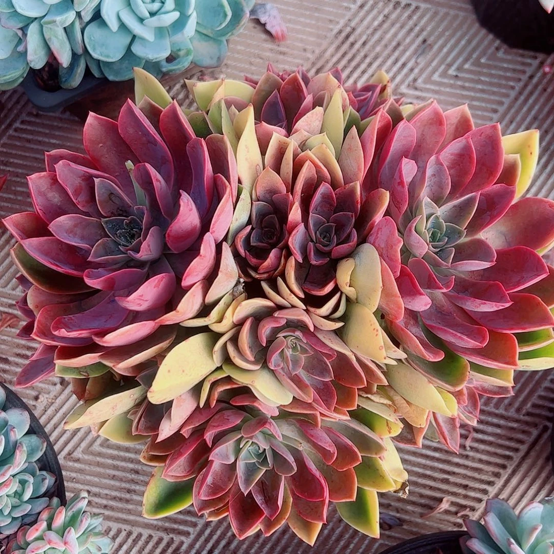 紫气东来，一物一拍