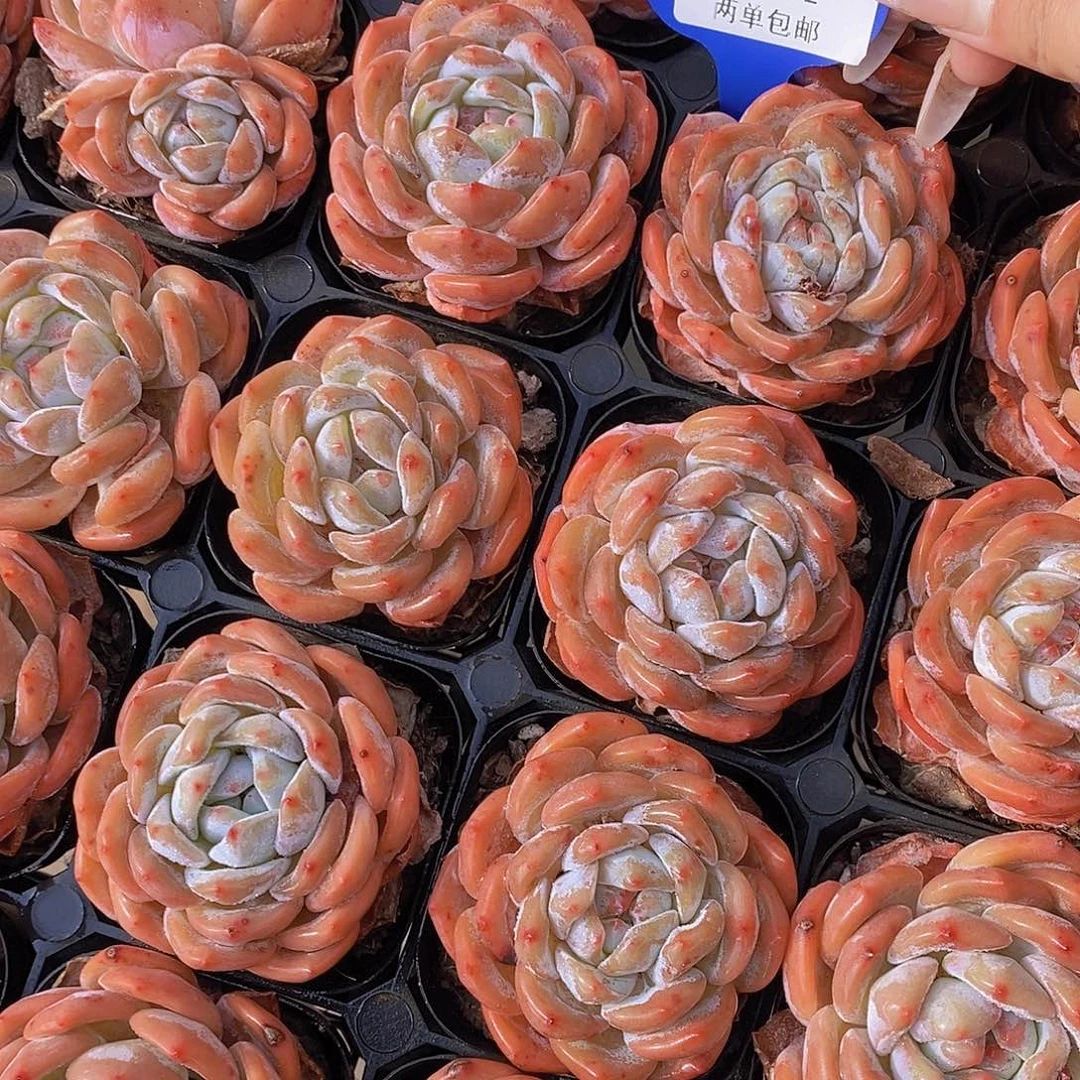 0804-2-微瑕红橙单头起发福利一颗量拍