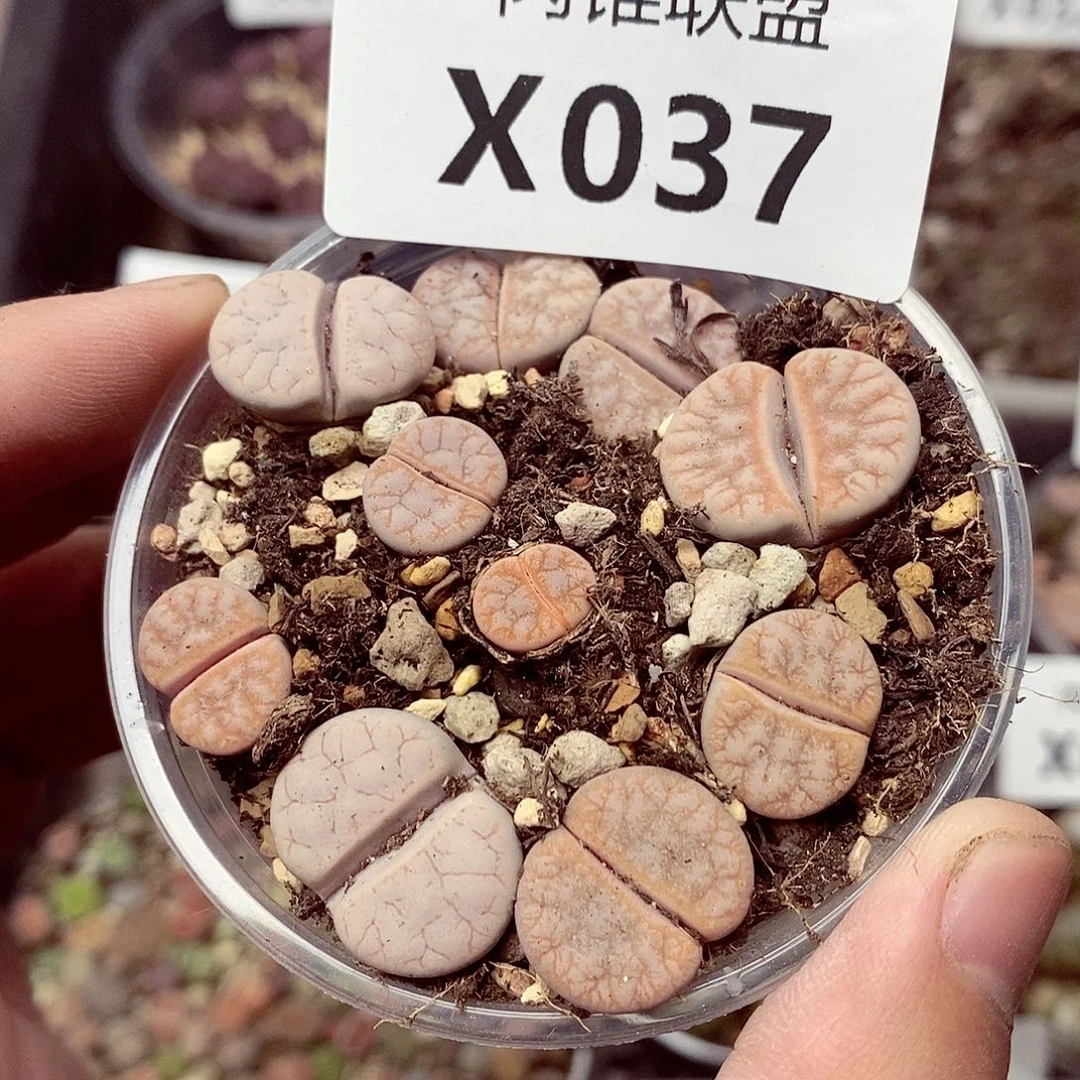 37呃呃呃呃呃呃呃呃呃呃呃