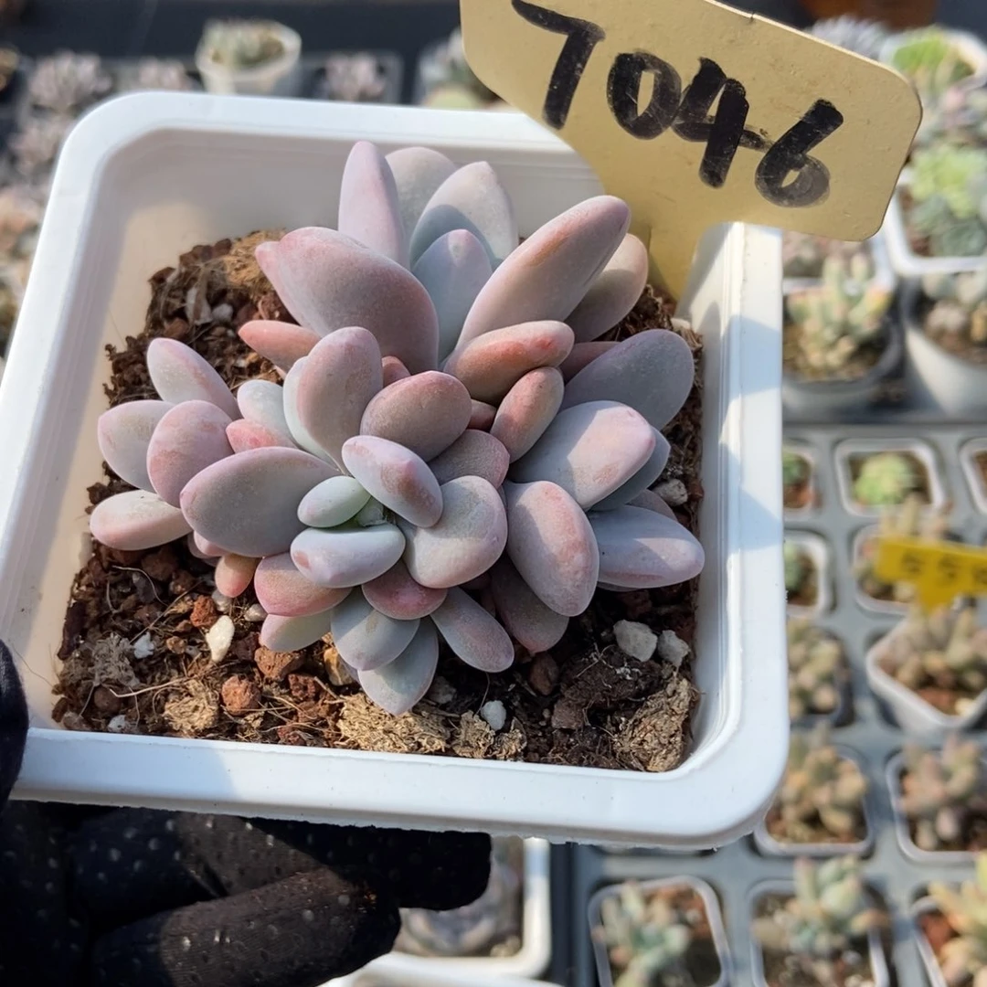 7046粉兔6头多肉植物保护