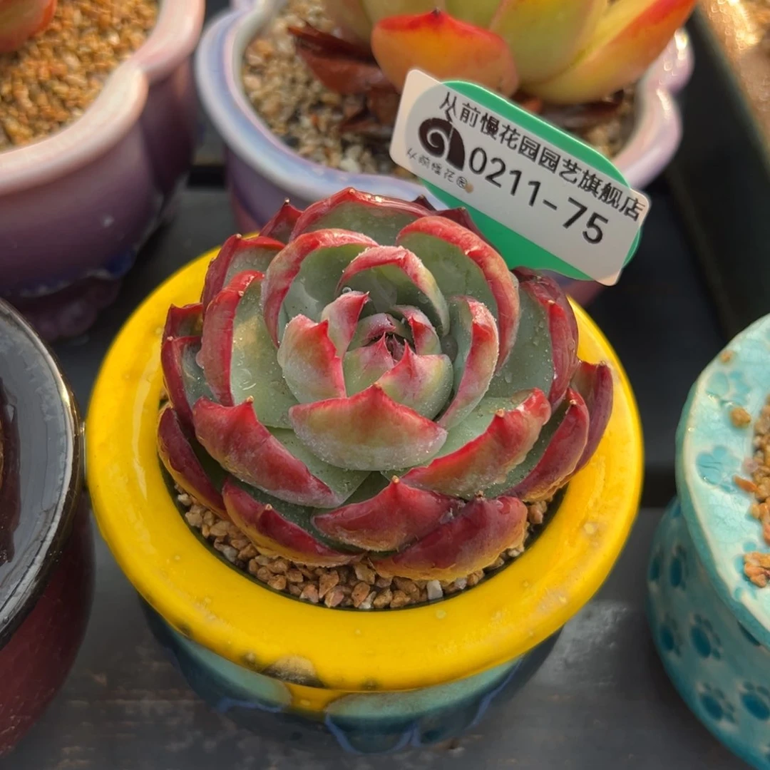 多肉一物一拍0210-75