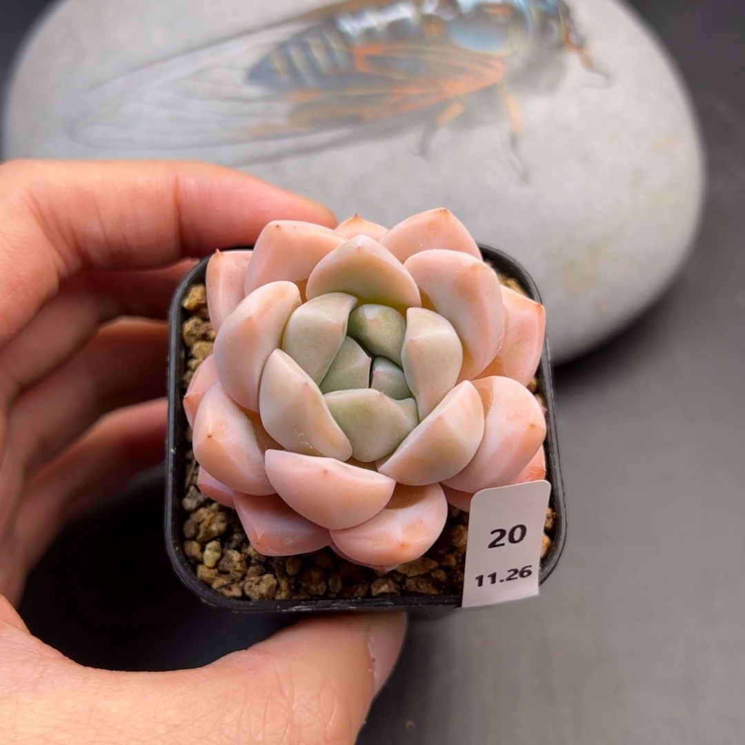 好好看20、哈哈哈哈哈