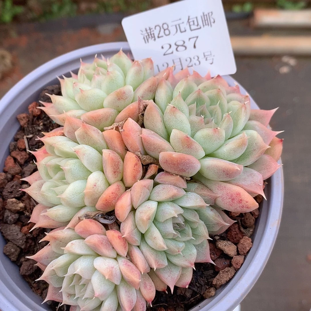 【闪购商品】云287号