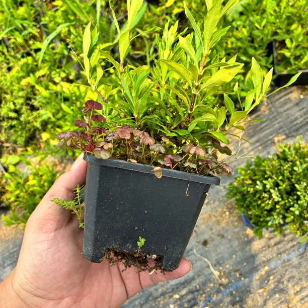 喜黛玉栀子花/老桩头/喜水喜光/开大花