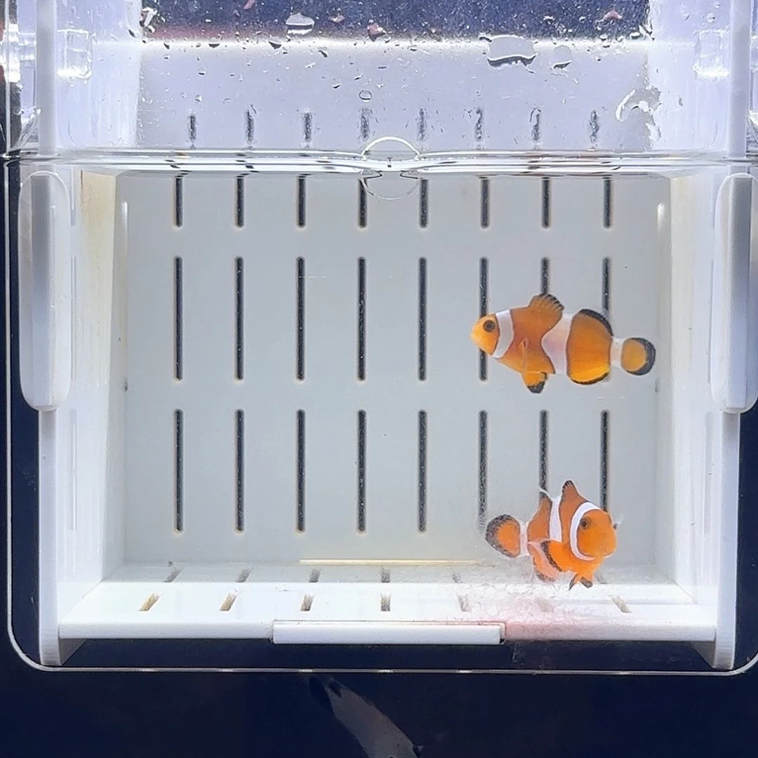 海水黑边公子一对