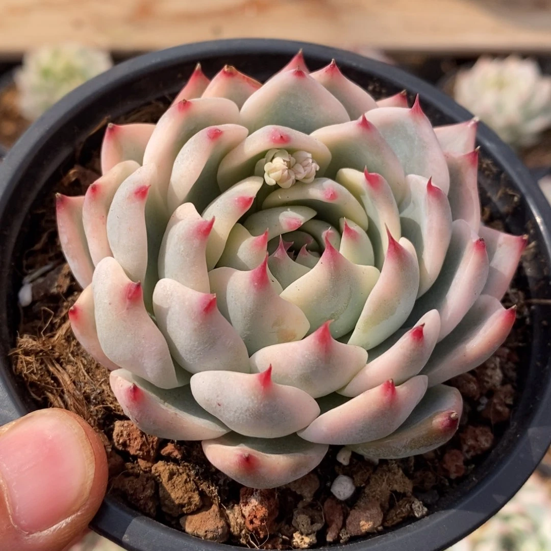 吉娃娃锦多肉植物37号