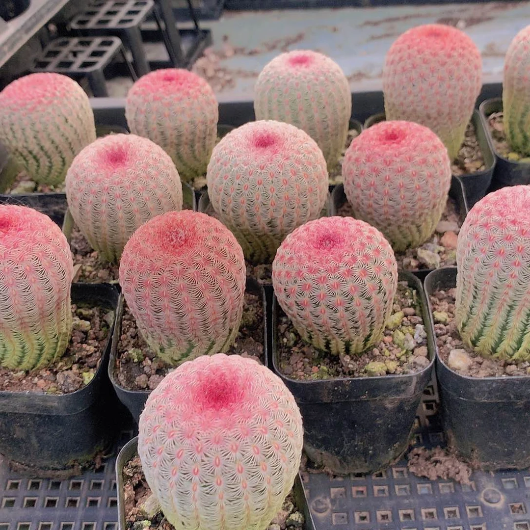 红太阳3457789999999