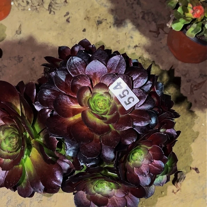 554黑骑士多肉植物处理不售后