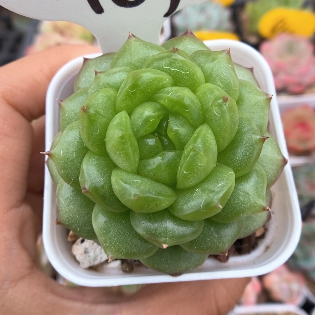 灯泡珍妮可拍183号