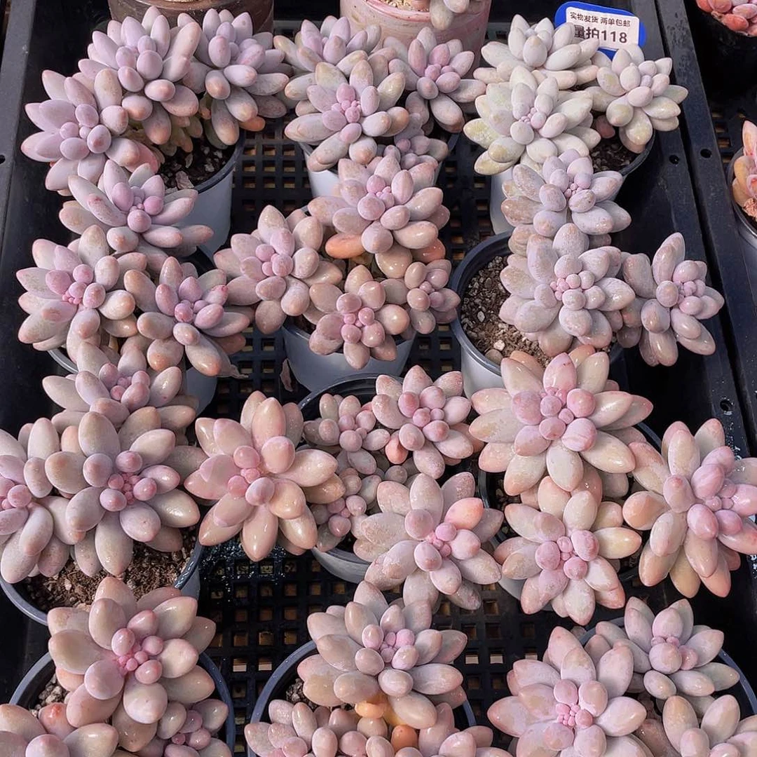 量拍118号 汤圆大群生一个