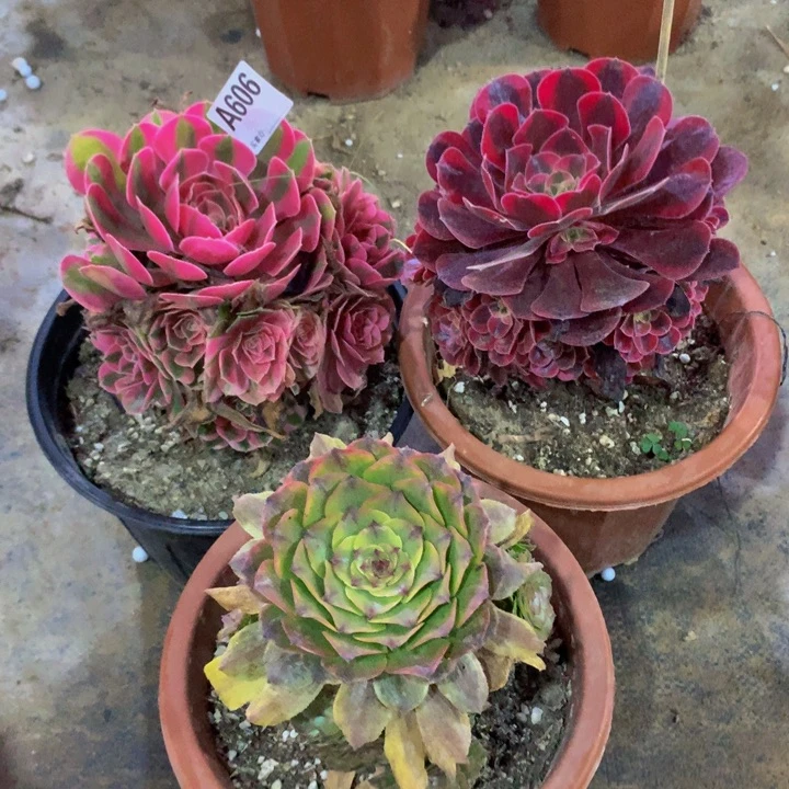 606粉女巫 美杜莎 冰墨画组合三棵