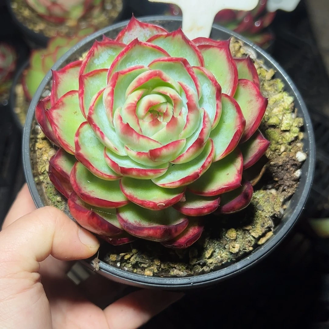 妄***念惊鸿仙子一物一拍3045号