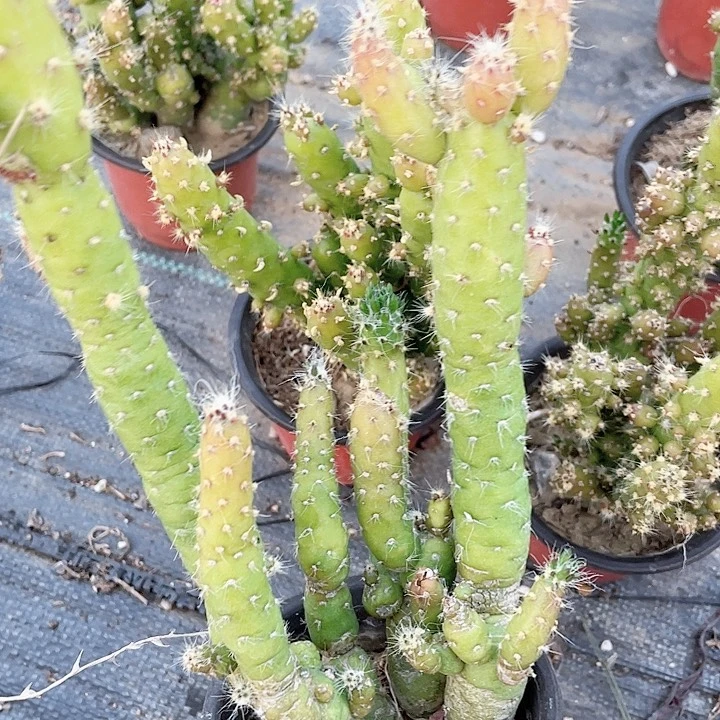 金钱树也叫姬将军满25包邮