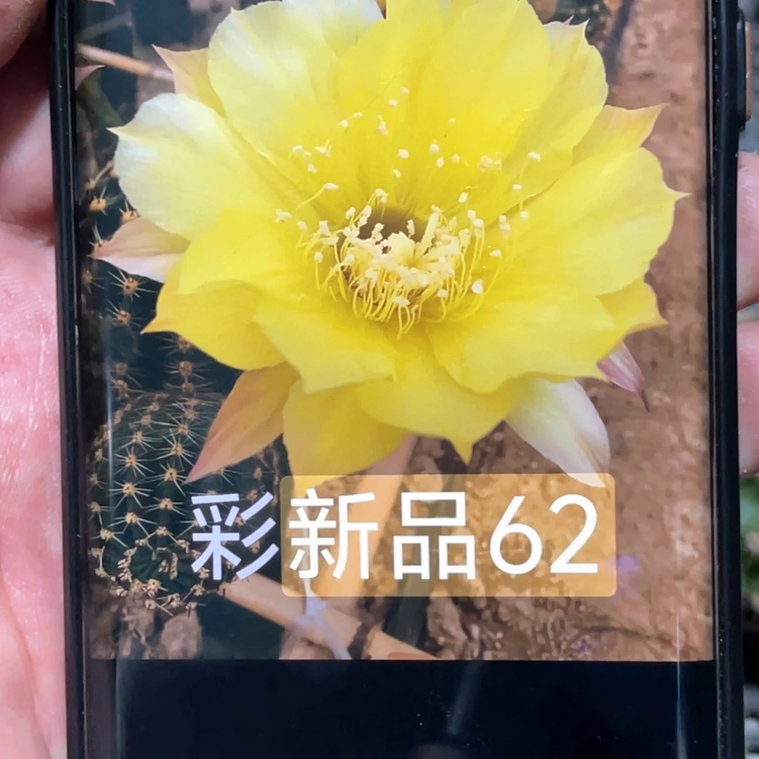 彩 62侧芽 歪 满20包邮4–5公分