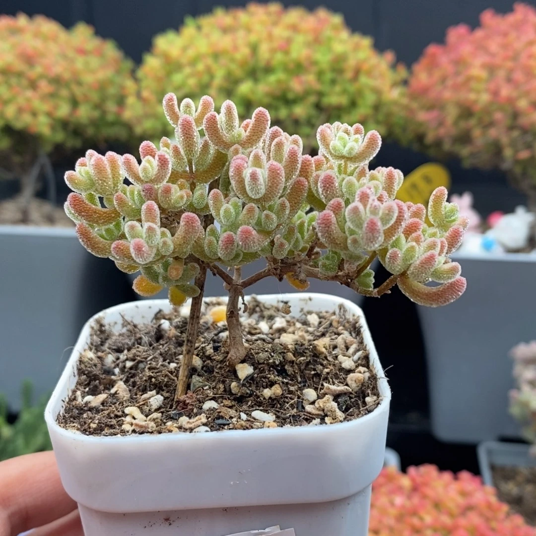 无花朵62号优选冰晶（下播浮力）