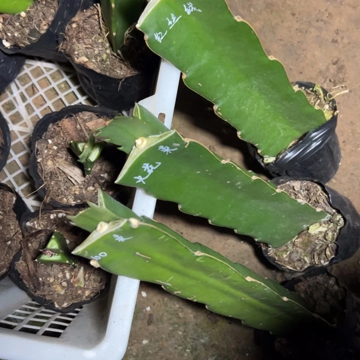 荣***娘红丝绒，火花，100各一颗