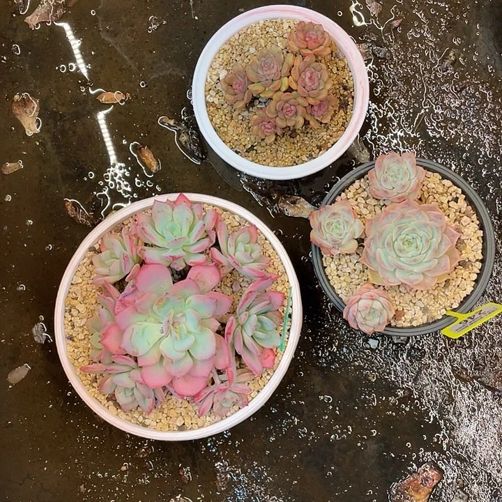 ****梓三颗一组 啦啦啦啦啦啦