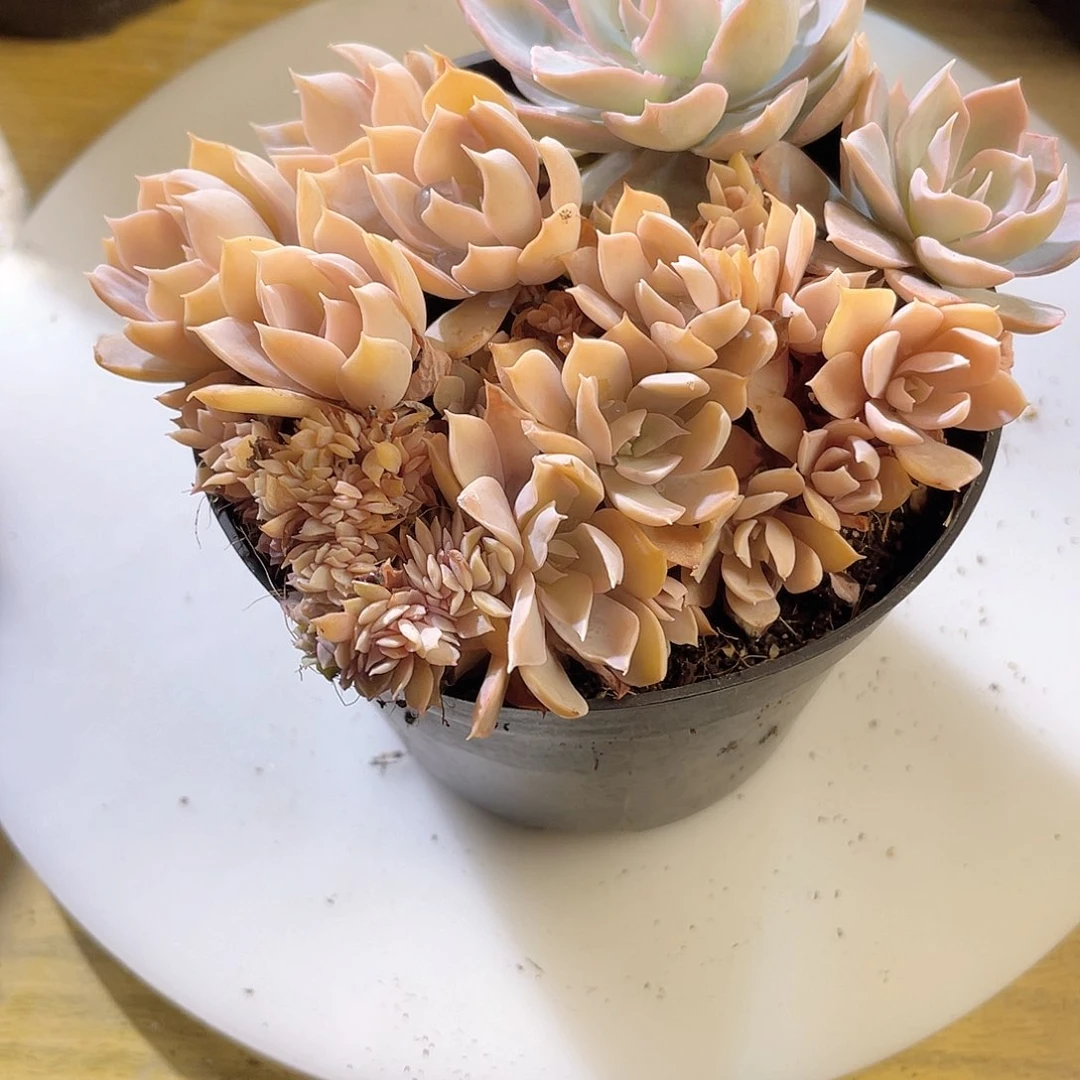 1632  皱叶蓝石莲朵朵 六月六