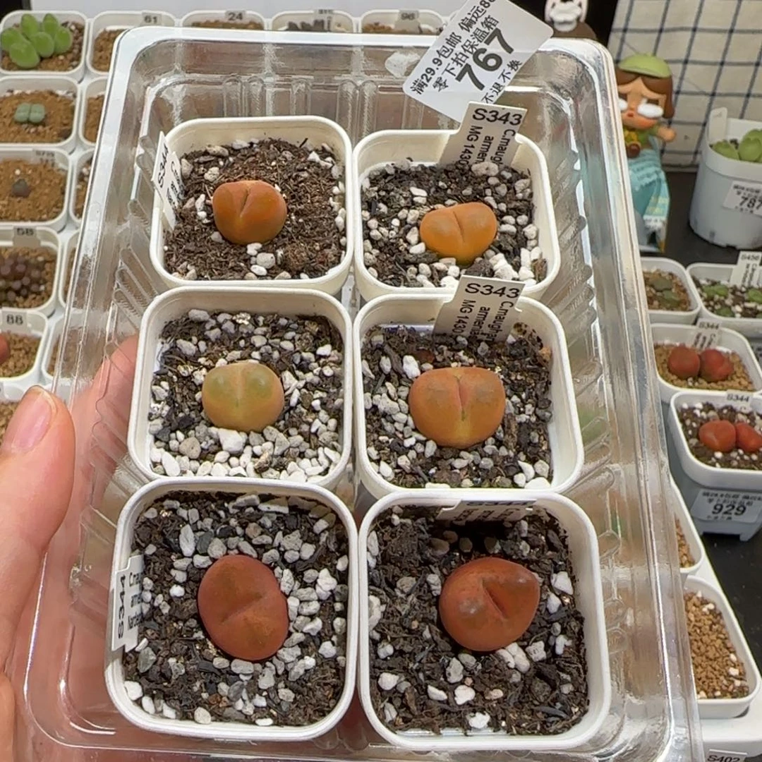 肉锥多肉植物组合-767