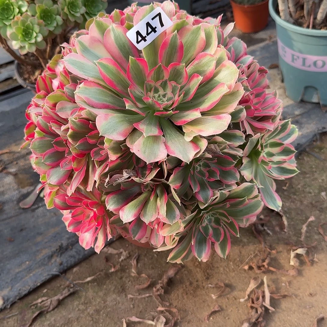 多肉植物粉女郎447