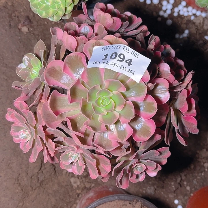 1094爱神多肉植物保护