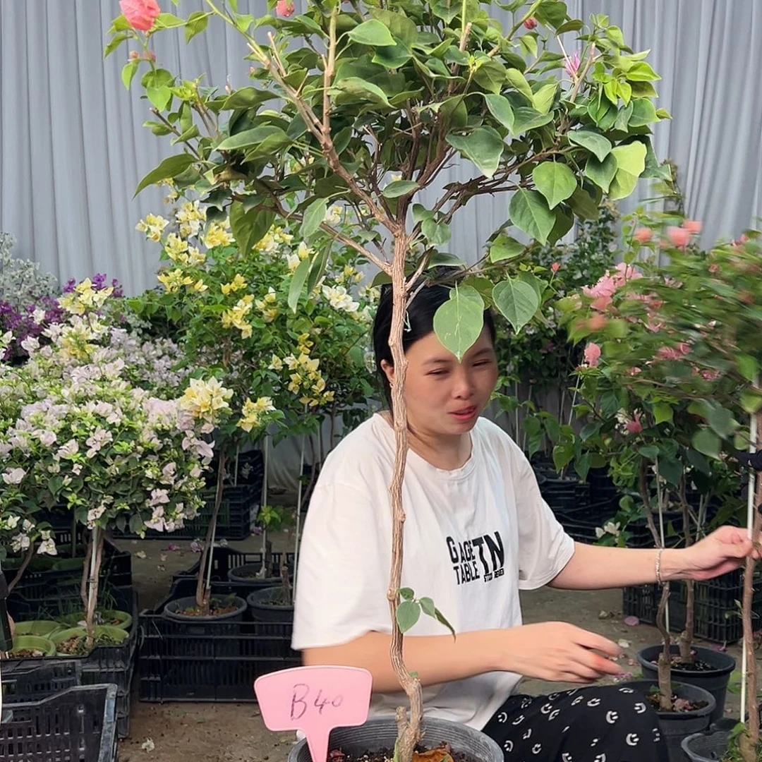 渝***6大部分花苞少量开放B40不甜