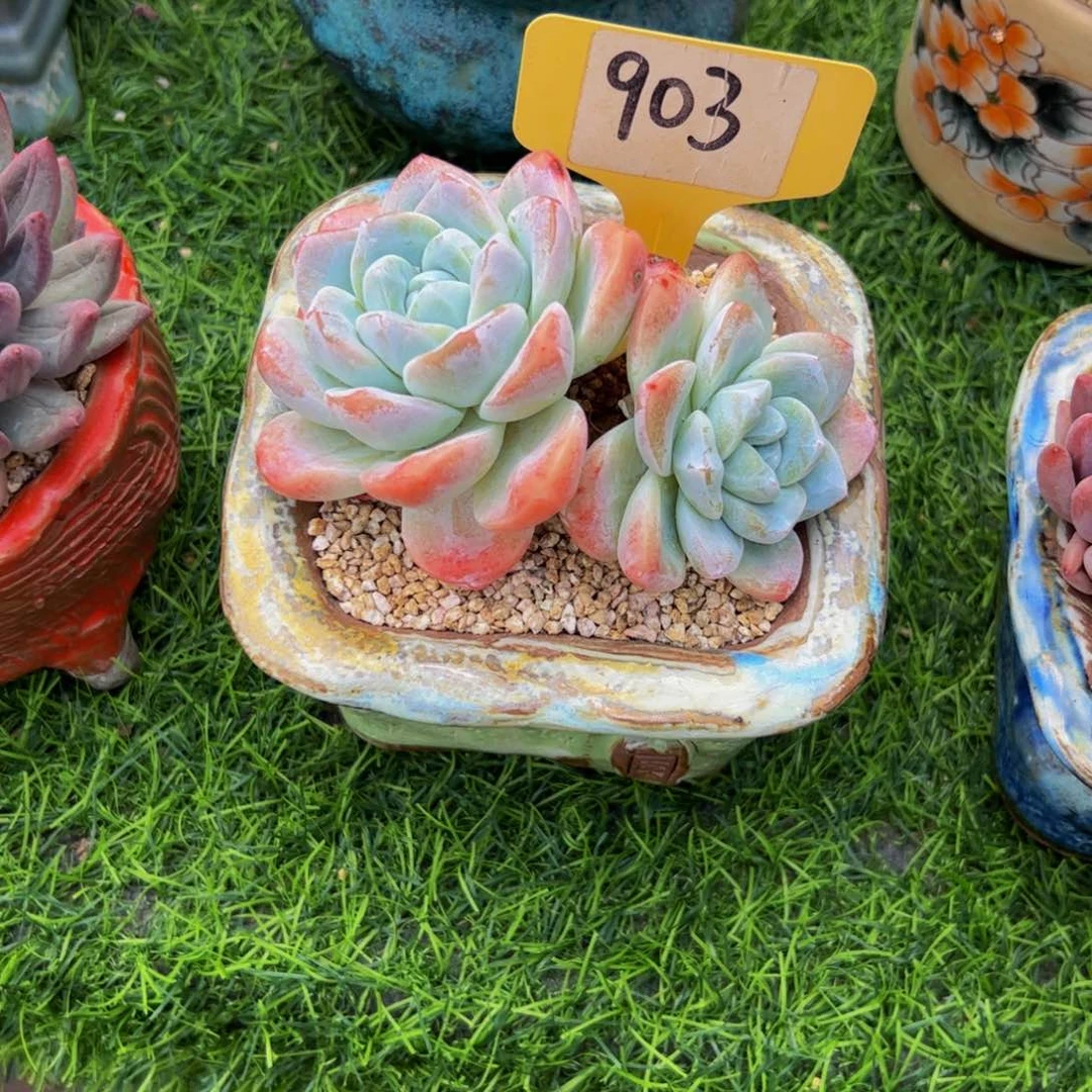 双头冰玉多肉植物