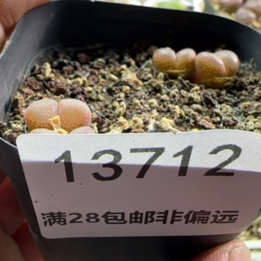 【闪购商品】妙****?13712