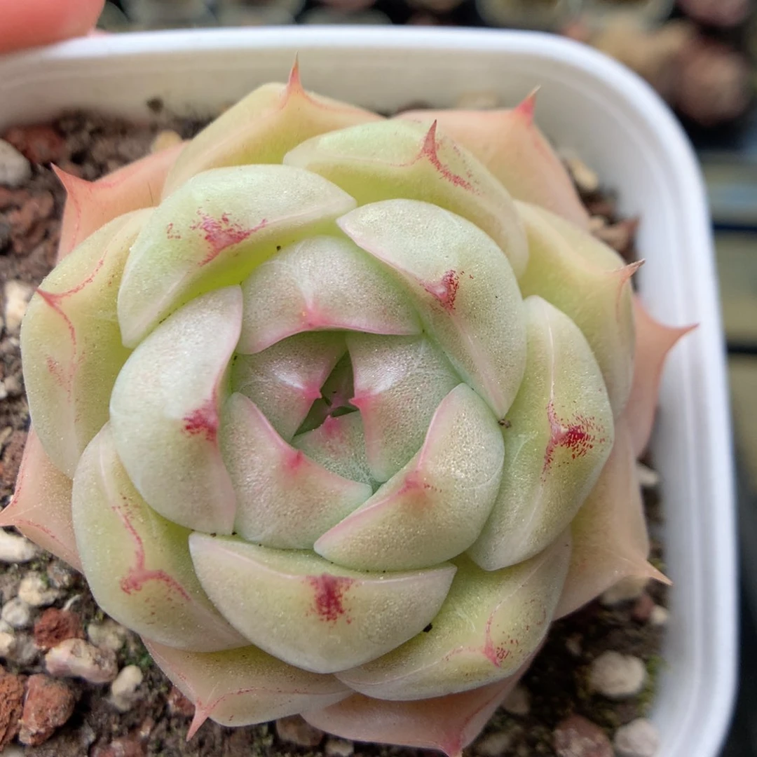 G51 ，20包邮两天凑单偏远不发货