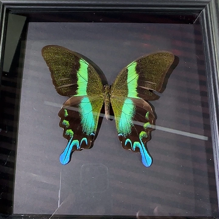 爱神凤蝶蝴蝶标本瑕疵