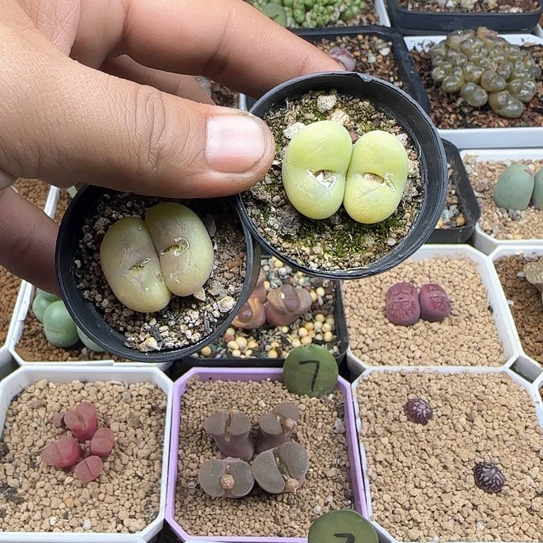 豹****麻脱土28包邮26981