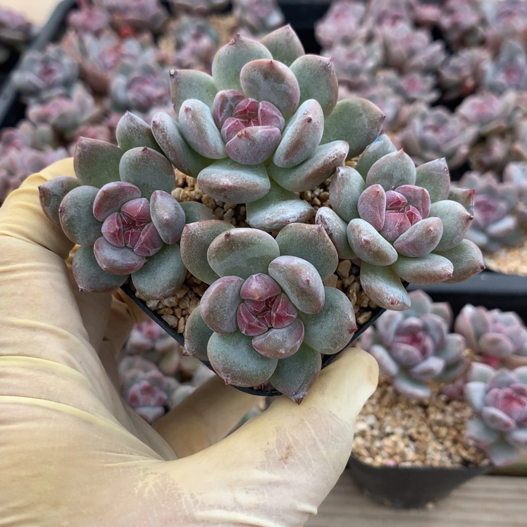 .***斗小斗斗突尼斯星影发货