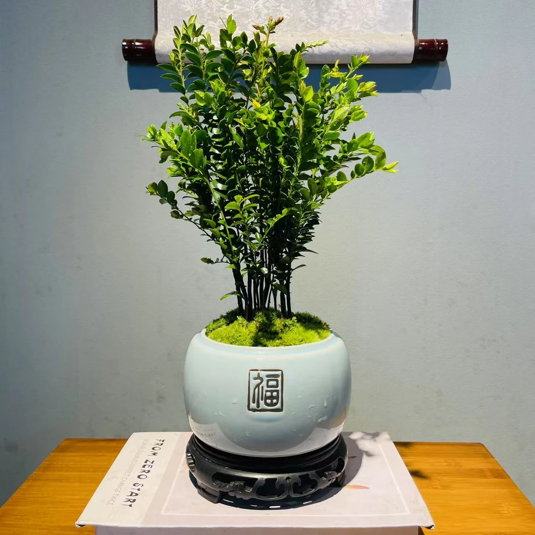 黑骨茶ZF福盆小丛林紫檀木室内桌面盆栽绿植好养+130镂空座