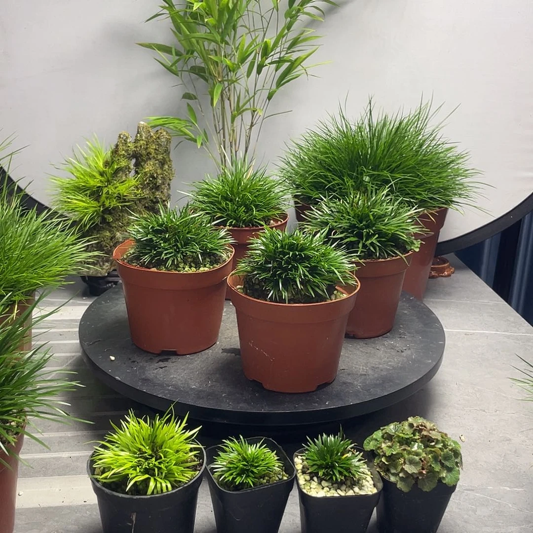 茅***仙无花朵金钱菖蒲4盆