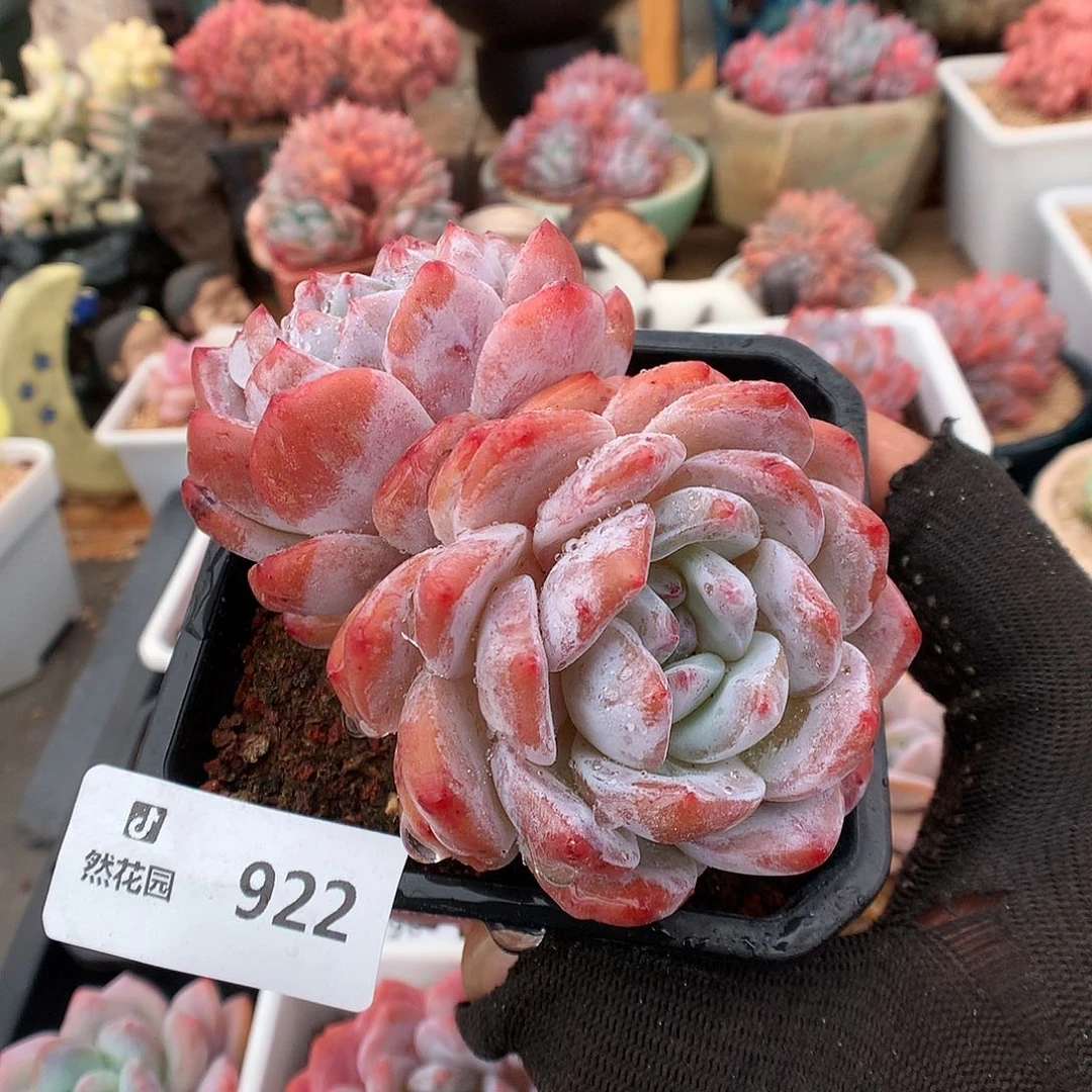 922雪天使多肉植物666