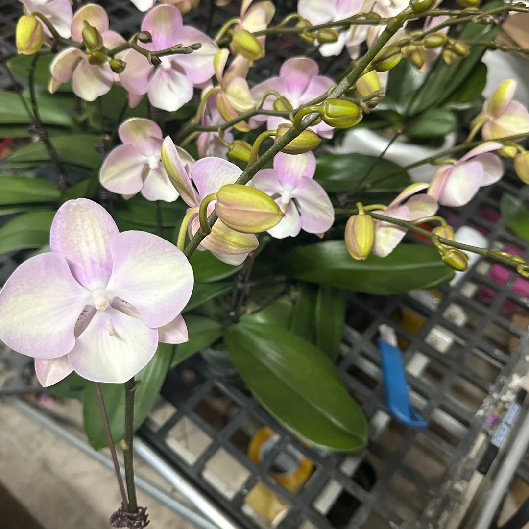 花悦里【威尼斯】名贵品种 花絮长带花带花苞  广州花卉源头基地