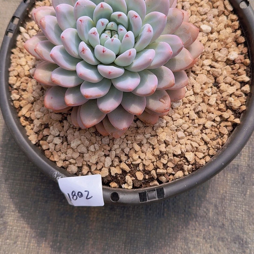 桃1802鸟蛋多肉植物