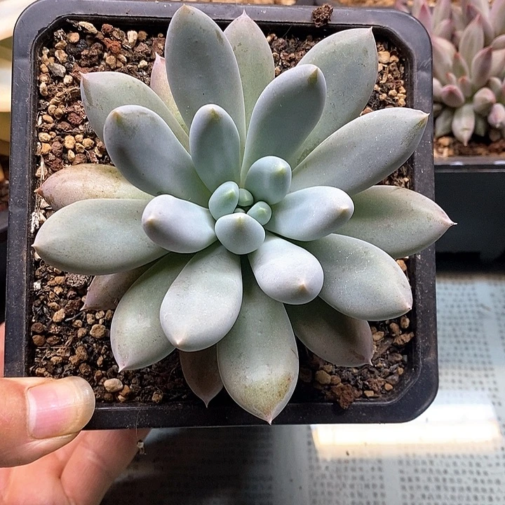 无花朵哥特萝莉单头