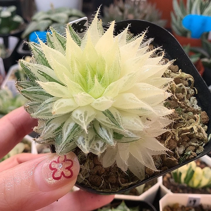 48号实生玉露锦一物一拍