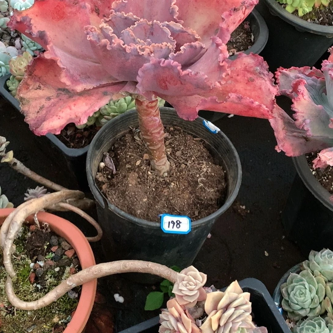 198 一物一拍多肉