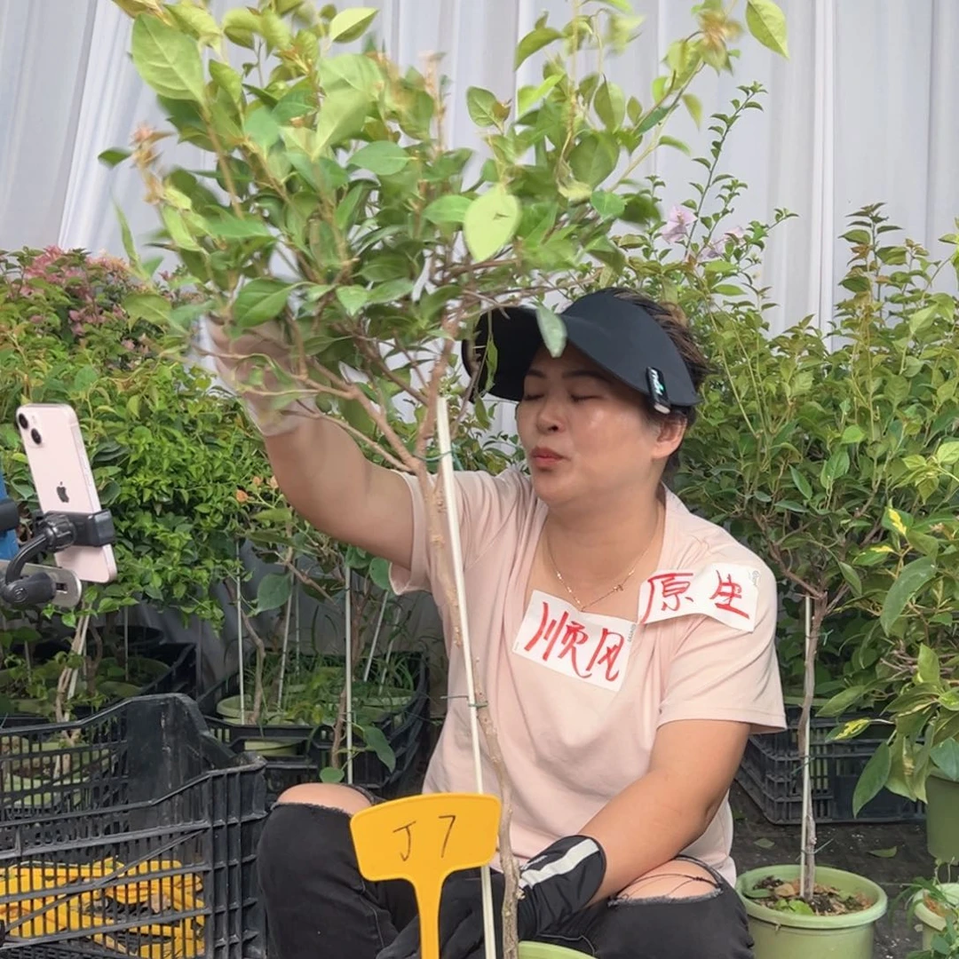 招***主当前无花栽培后可以开花J7金发女郎