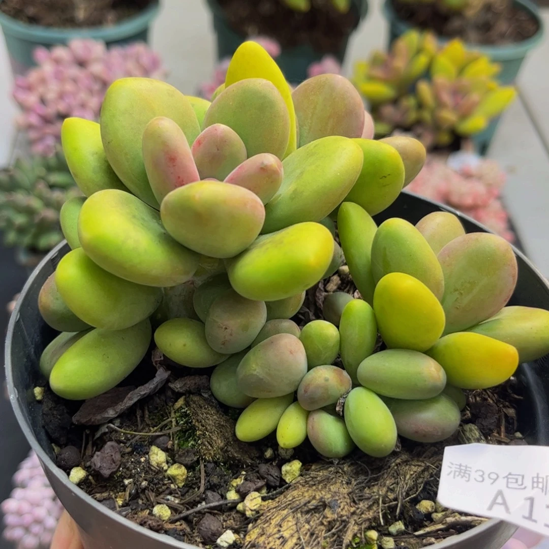 189芒果奶10cm多肉植物