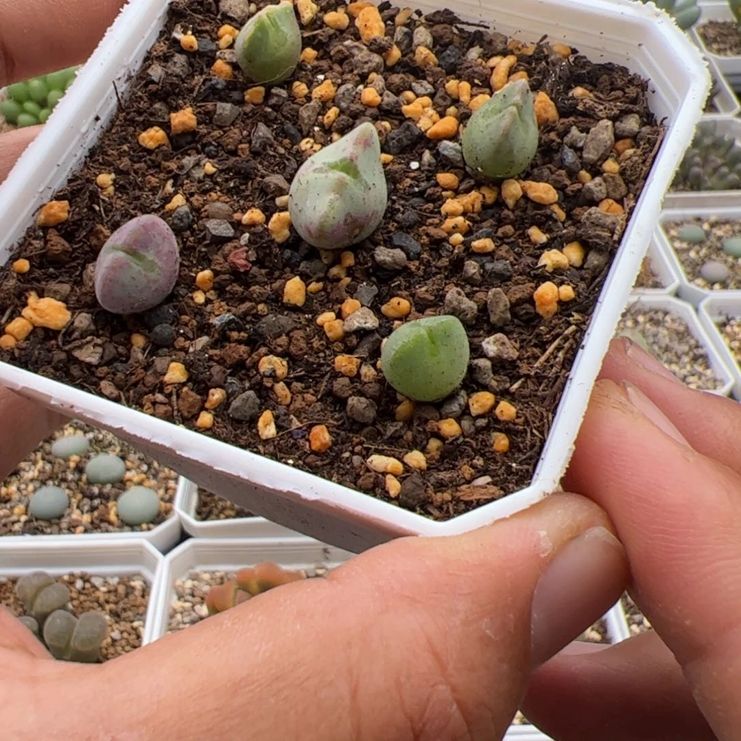 9.23大眼睛多肉植物组合154