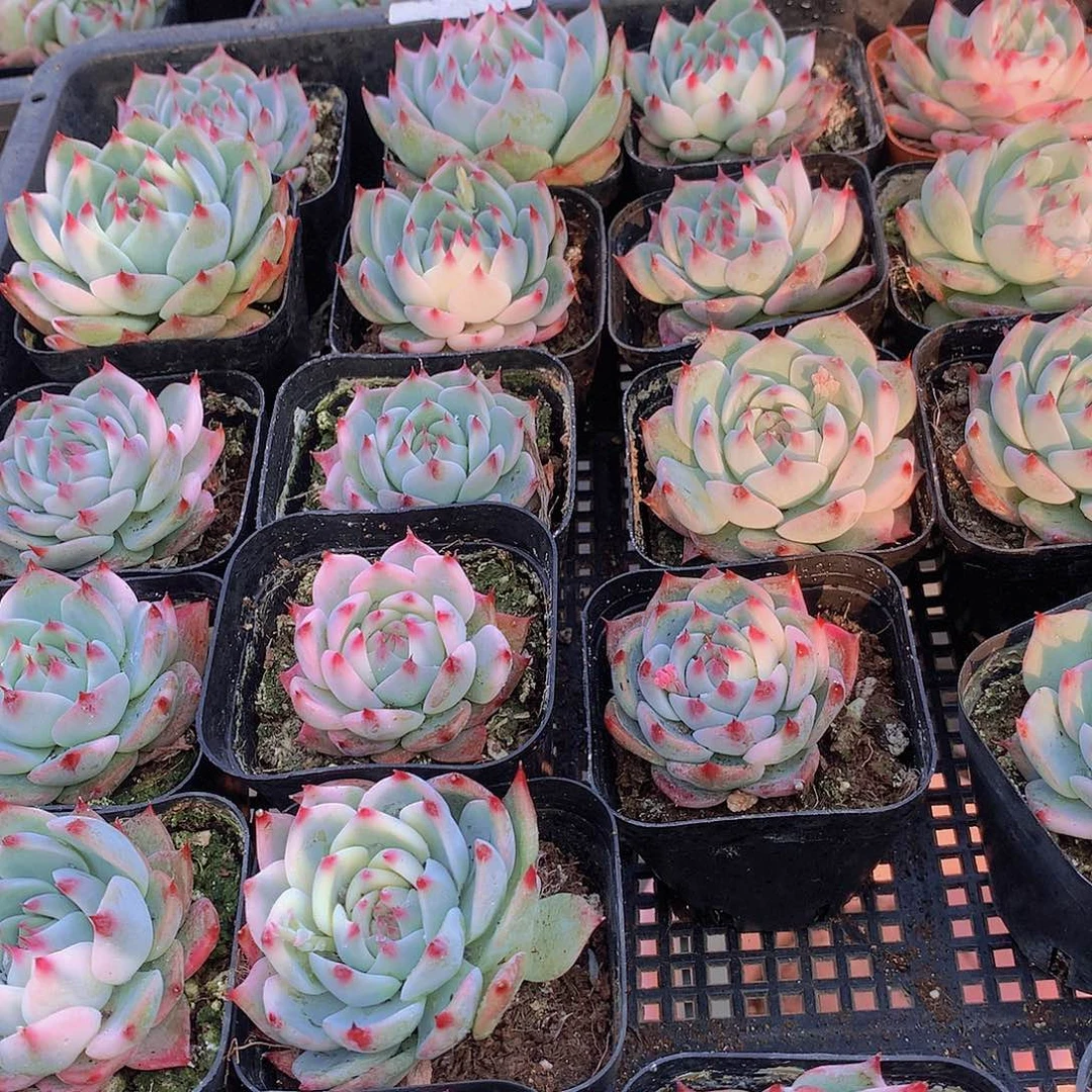 单头娃娃少锦2346789900000