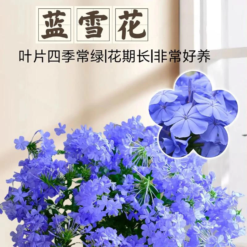 蓝雪花盆栽庭院阳台花卉植物耐热易爆花易养活