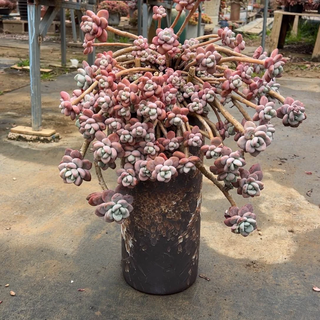 露养老桩洛神加盆