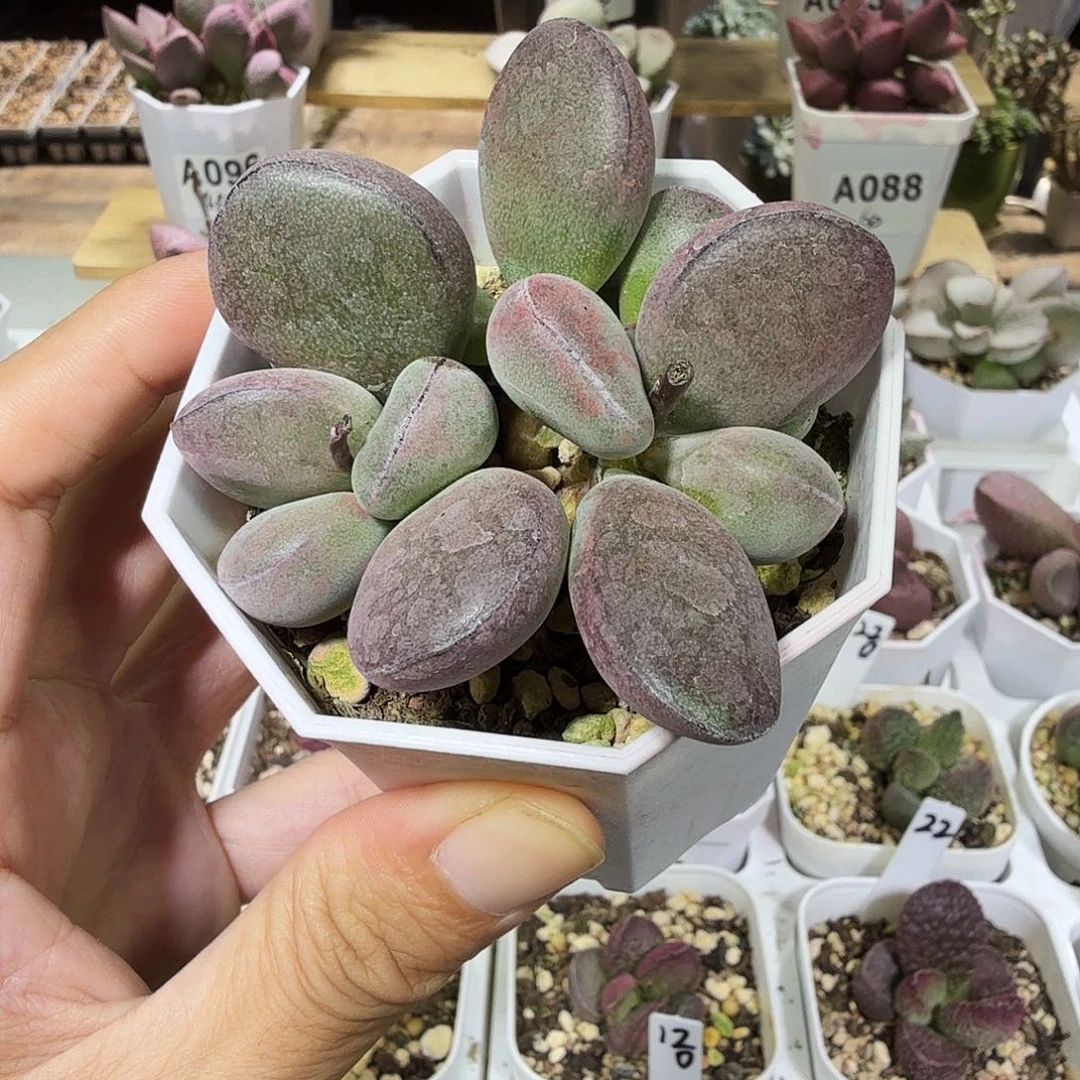 紫蛋水泡多肉植物